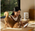 Автокормушка Xiaomi Mijia Smart Pet Feeder 5L 2 (Mjwsq02)